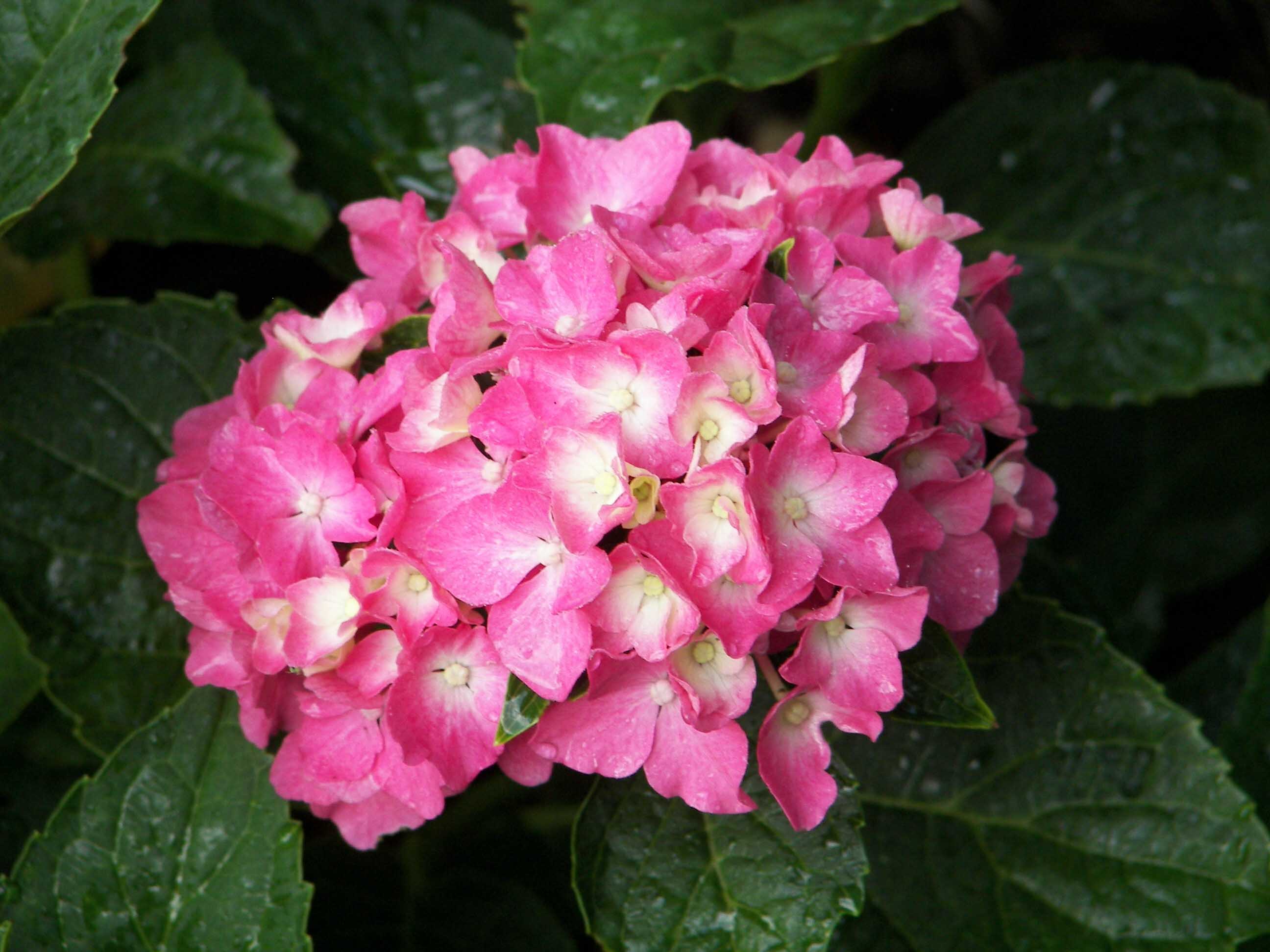Hydrangea Pia Hydrangea macrophylla 'Pia' - Wayside garden center